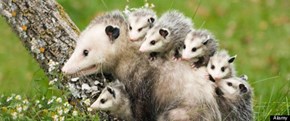 Creepicute: Opossums 
