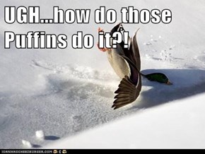UGH...how do those Puffins do it?!