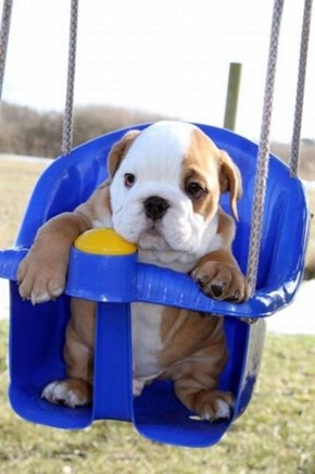 Cyoot Puppy ob teh Day: Swinging Bulldog 