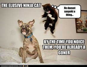 Ninja Cat