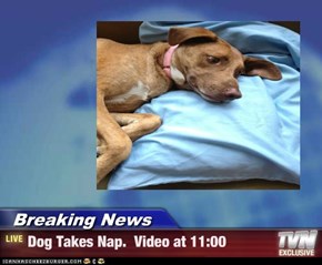 Breaking News - Dog Takes Nap.  Video at 11:00