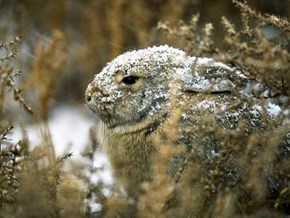 Bunday: Snow Dusted 
