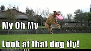 My Oh My Look at that dog fly!