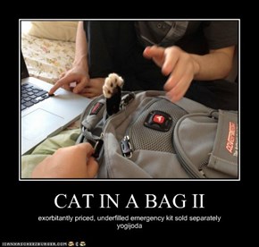 CAT IN A BAG II