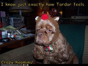 I know just exactly how Tardar feels.  Crazy hoomins!