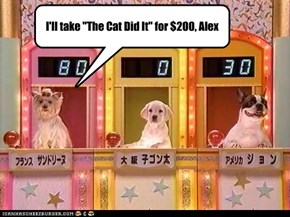 I'll take "The Cat Did It" for $200, Alex