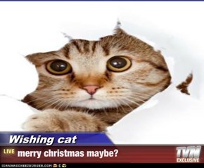 Wishing cat - merry christmas maybe?