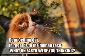 Grumpy Cat Needs Answers