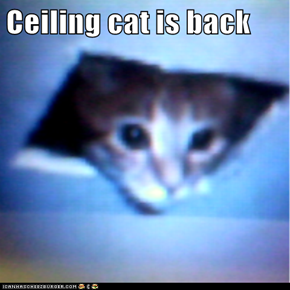 Ceiling cat is back