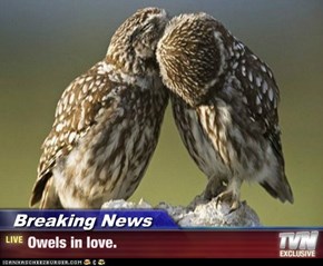 Breaking News - Owels in love.