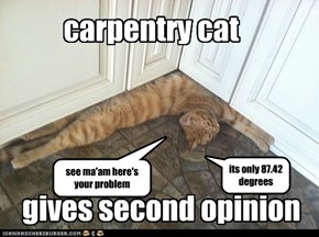 carpentry cat