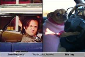 Jared Padalecki Totally Looks Like This dog