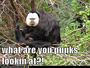 what are you punks lookin at?!