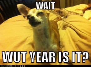 Stoned Chihuahua celebrates... a new year.. right?