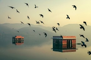 Birds Flocking in Jai Pur