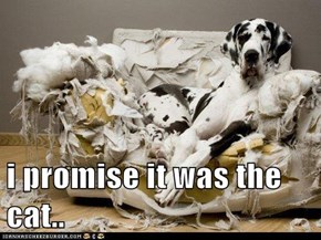 i promise it was the cat..