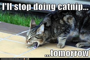 I'll stop doing catnip...  ...tomorrow