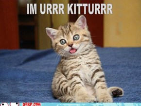 Derp Kitturrr