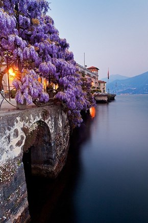 Wisteria, Lake Como, Italy