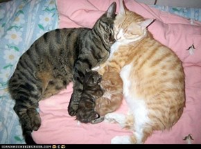 Cyoot Kittehs of teh Day: Happy Family