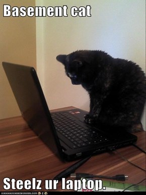Basement cat   Steelz ur laptop.