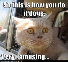 So this is how you do it dogs.  Very...amusing...