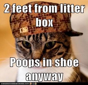 2 feet from litter box  Poops in shoe anyway