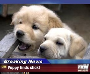 Breaking News - Puppy finds stick!