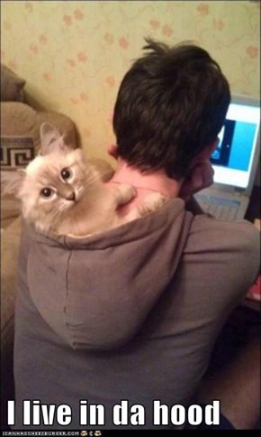 Lolcats: I live 