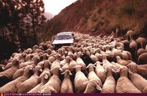 Sheep Stampede