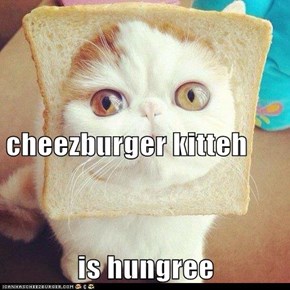 cheezburger kitteh is hungree