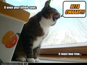 Smart kitteh, ai has wun...