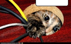 Call 1-800-kittyz-r-talented