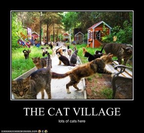 THE CAT VILLAGE