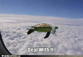 Yeah, I'm Flying