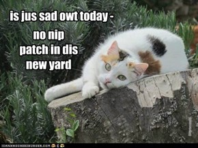 no nip patch in dis new yard