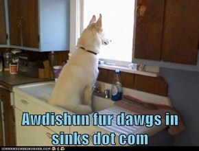 Awdishun fur dawgs in sinks dot com