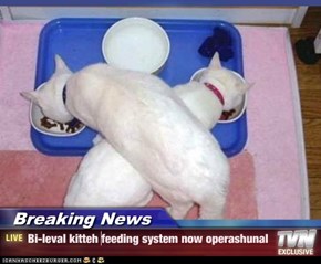 Breaking News - Bi-leval kitteh feeding system now operashunal