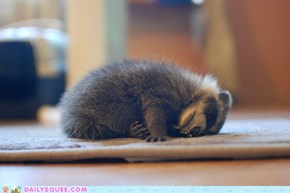 Raccoon Collapse