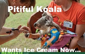 Pitiful Koala is pitiful