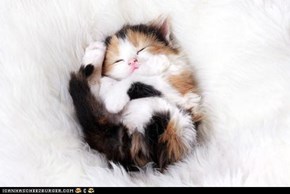Cyoot Kitteh of teh Day: Fluffball