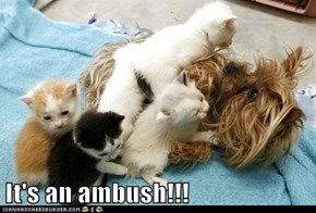 It's an ambush!!!