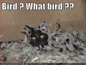 Bird ? What bird ??