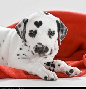 Cyoot Puppy ob teh Day: You got heart kid!