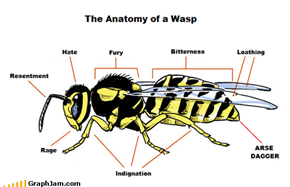 Anatomy of a Wasp