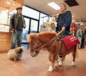 Seeing-Eye Ponies of the Day