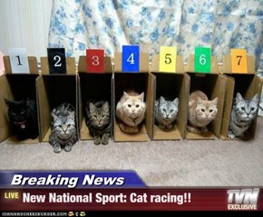 Breaking News - New National Sport: Cat racing!!