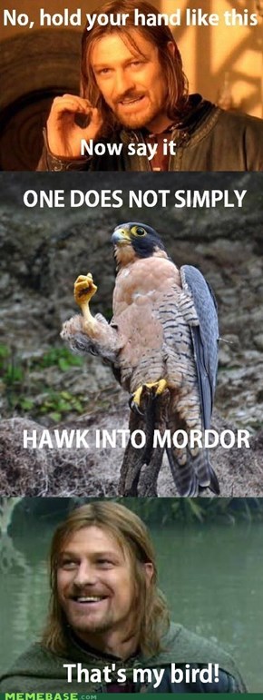 Hawk into Mordor
