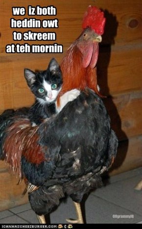 we  iz both heddin owt to skreem at teh mornin