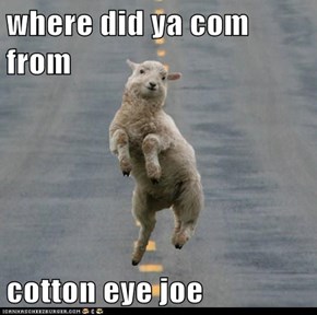 where did ya com from  cotton eye joe